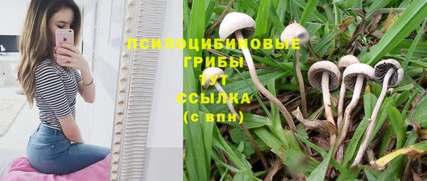 крисы Белокуриха