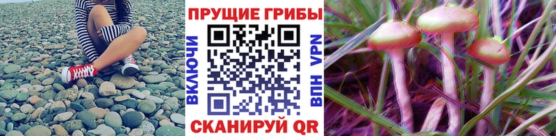 даркнет сайт  Энем  Галлюциногенные грибы Psilocybine cubensis 